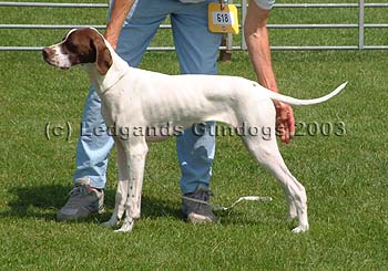 1st Minor Puppy Bitch